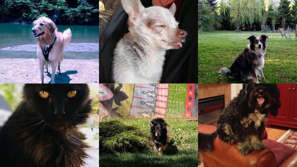 Pawsies Pet Sitting of East Asheville — services 2