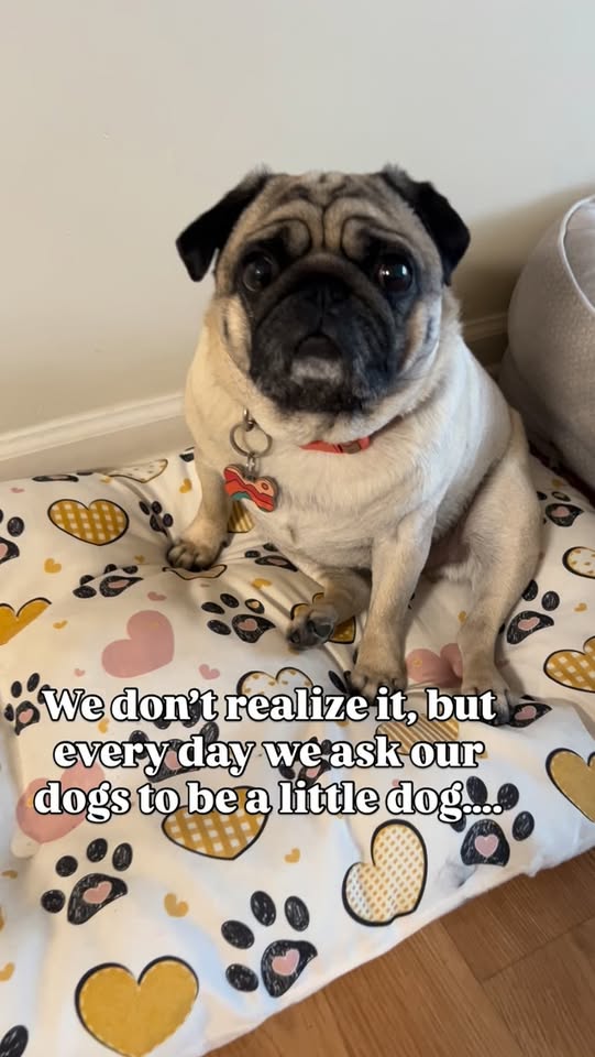Roadrunner Home and Pet Sitting Services — services 1