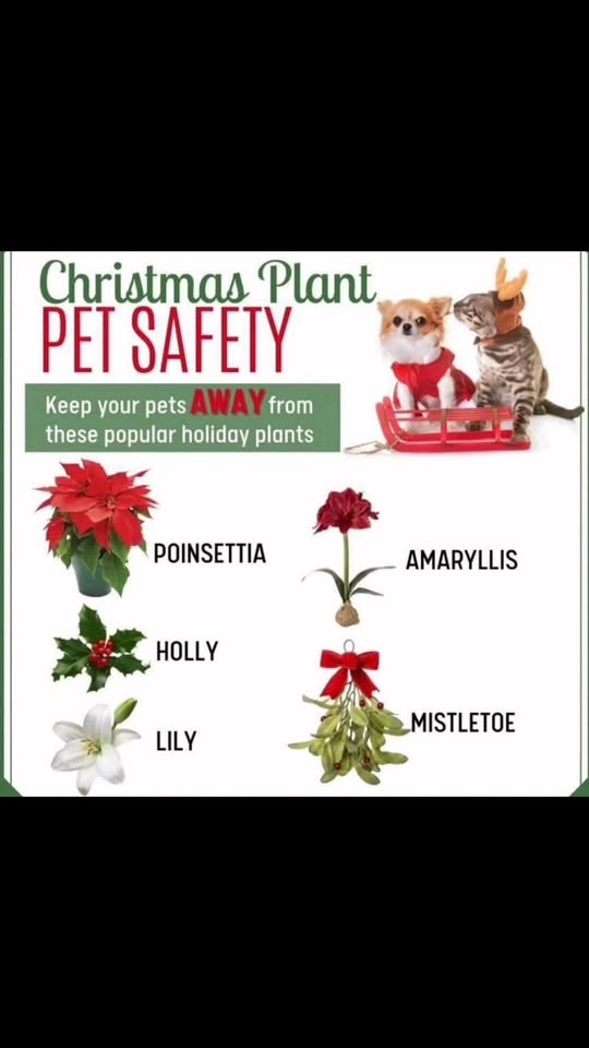 Roadrunner Home and Pet Sitting Services — about