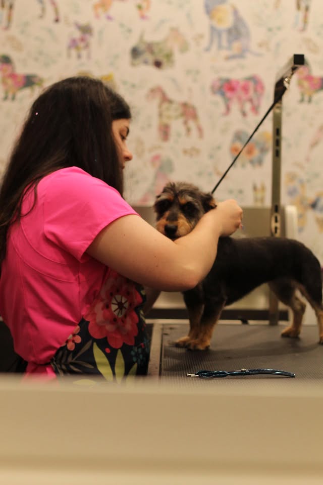 Scalawags Grooming & Boutique — hero