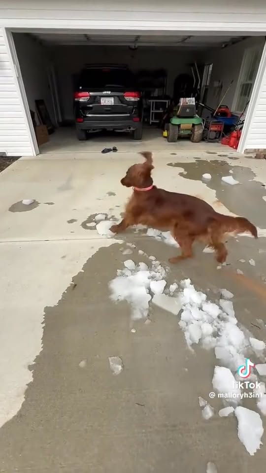 Scrub-A-Pup Self-Serve Laundromutt — services 1