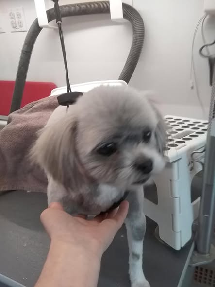 Southern Paws — services 1