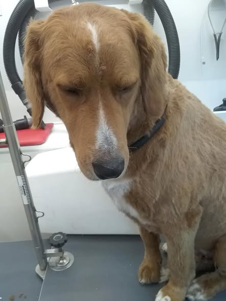 Southern Paws — services 2