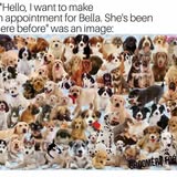 Spa for Paws — services 2