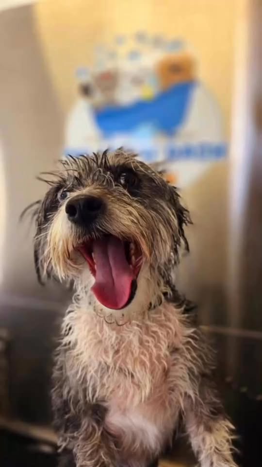Splash ‘N’ Dash Pet Wash — services 2
