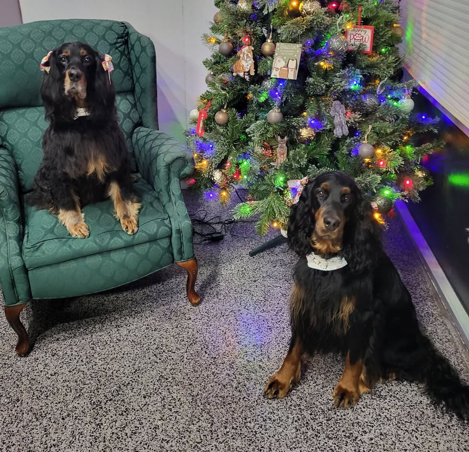 The Feathered Dog Grooming Salon — hero