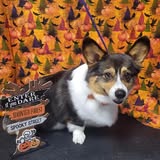 The Feathered Dog Grooming Salon — services 2