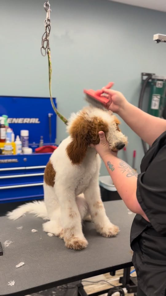 The Paw Spa — about