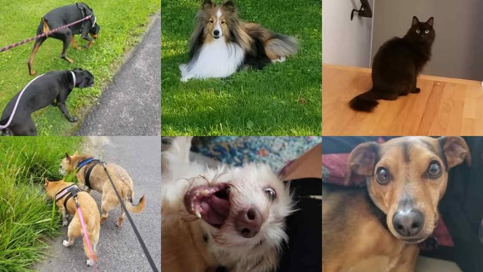 TLC pet sitting in CNY — hero