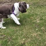 TLC pet sitting in CNY — services 1