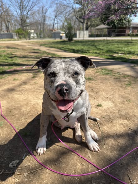 Wag & Tag Adventures — gallery 1