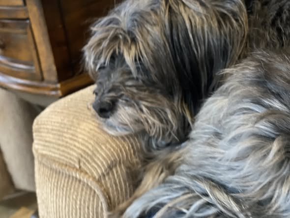 Waggin Tails Pet Care — services 1
