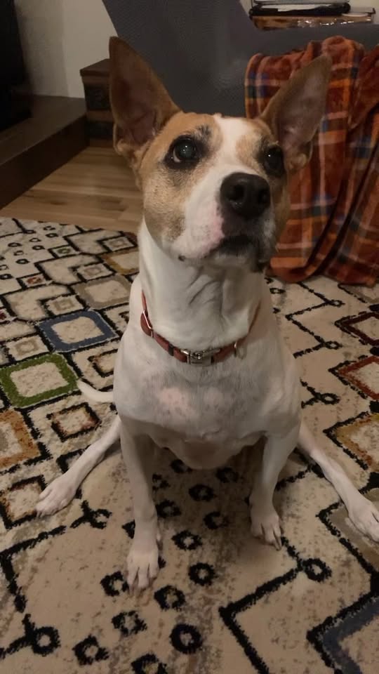 Waggin Tails Pet Care — gallery 2