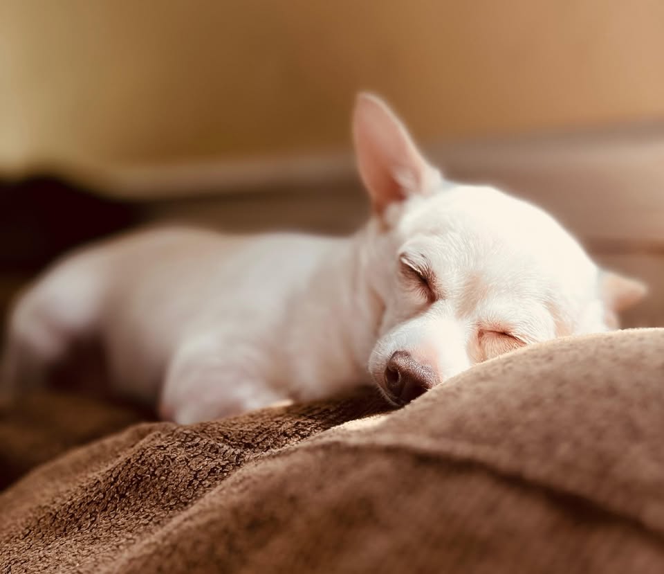 Whisker Hollow Pet Sitting — hero