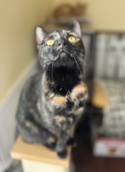 Whisker Hollow Pet Sitting — services 1