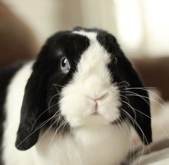 Whisker Hollow Pet Sitting — about