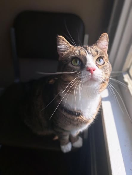Whisker Hollow Pet Sitting — gallery 1